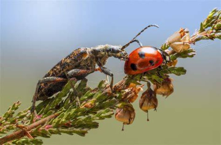 Can insects get fat?
