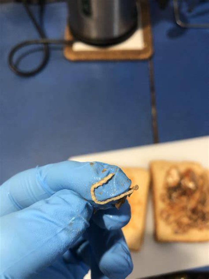 Can sardines have tapeworms?