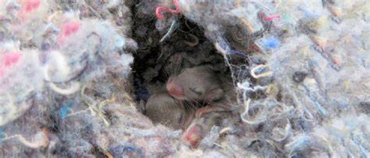 Do mice return to their nest?