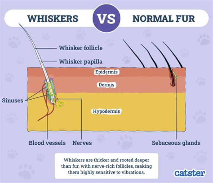 Does it hurt a cat to cut their whiskers?