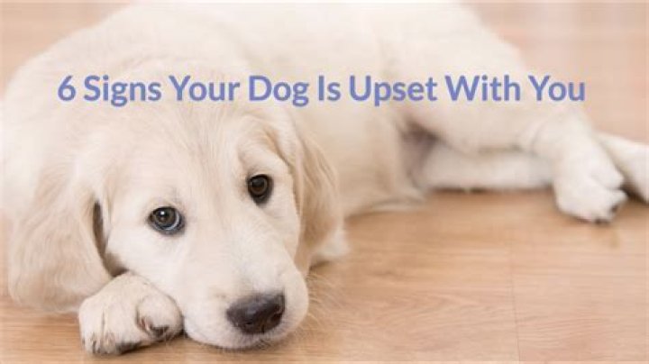 How can you tell when your dog is mad at you?