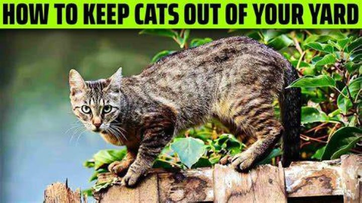 How do I keep my neighbor's cat out of my yard?