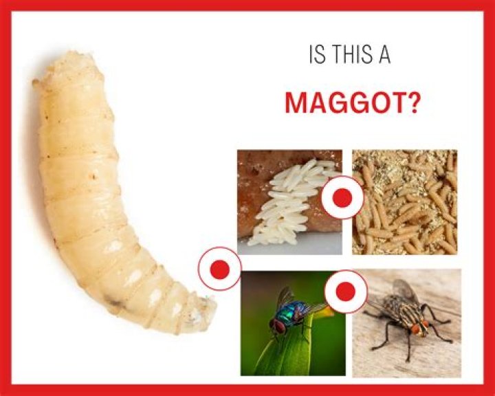 How do I know if I have maggots in my ear?