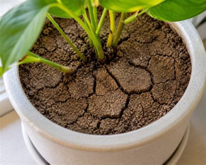 How dry should soil be before watering?