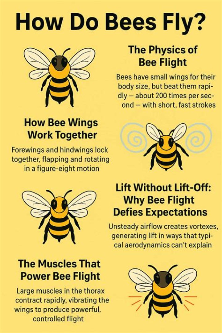 How high can a bee fly?