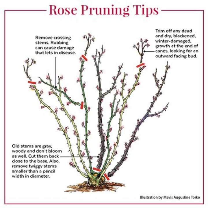 How often should you cut rose stems?