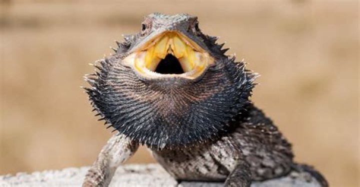 Is a bearded dragon a dinosaur?