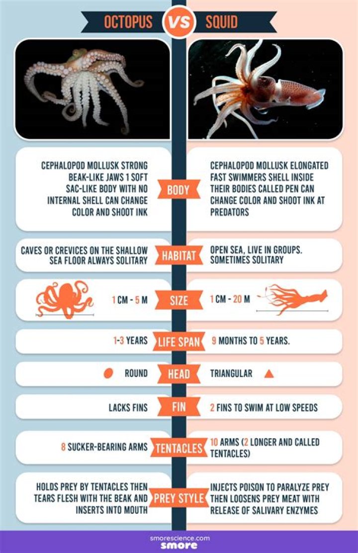 Is cuttlefish and calamari the same?