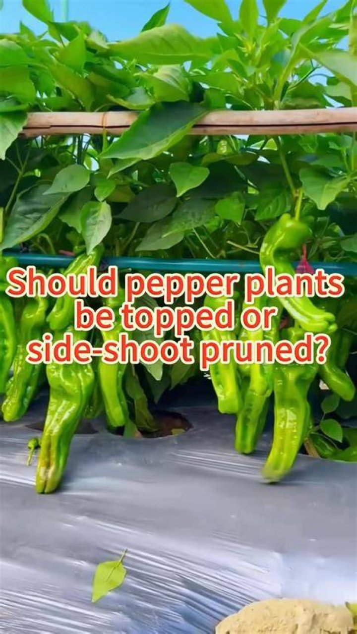 Should pepper plants touch each other?