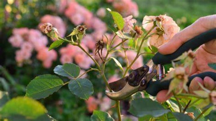 Should you deadhead a rose bush?