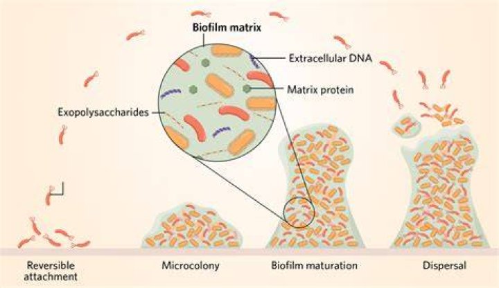 What bacteria causes biofilm?