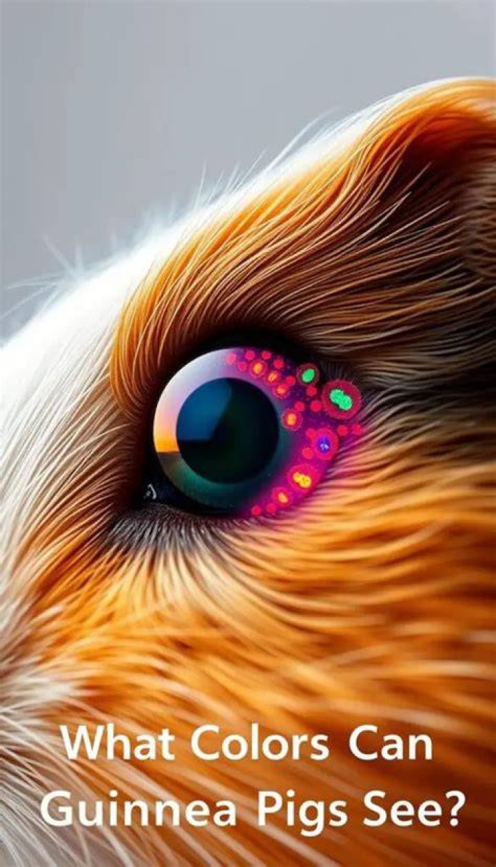 What does a guinea pigs vision look like?