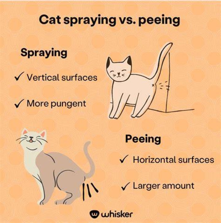 What does a male cat do when he sprays?