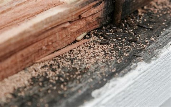 What happens if termites are not treated?