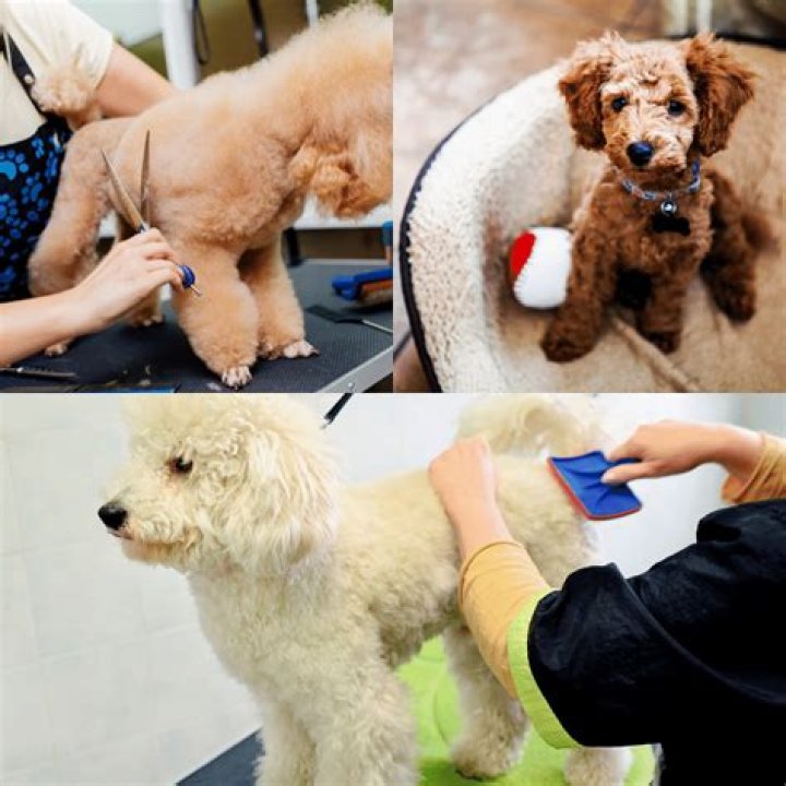What kind of brush do you use on a poodle?