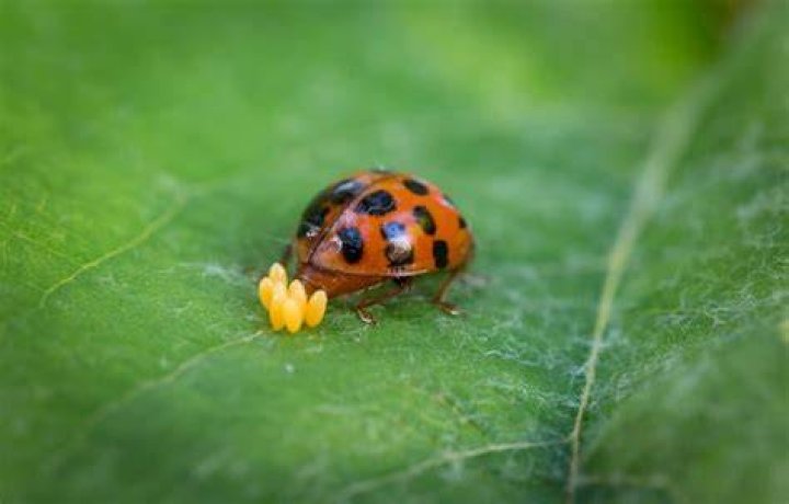 Where do ladybugs lay their eggs in houses?