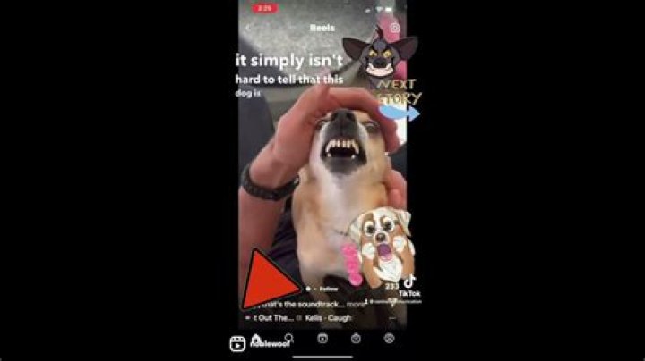 Why do dogs snarl when happy?