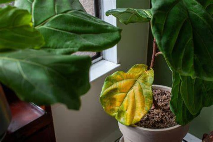 Why do indoor plants turn yellow?