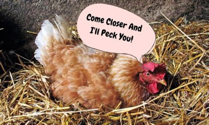 Why do my chickens bite me?