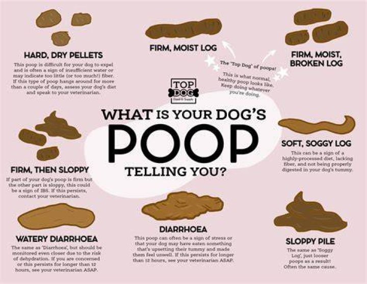 Why does it seem like my dog doesn't like me?